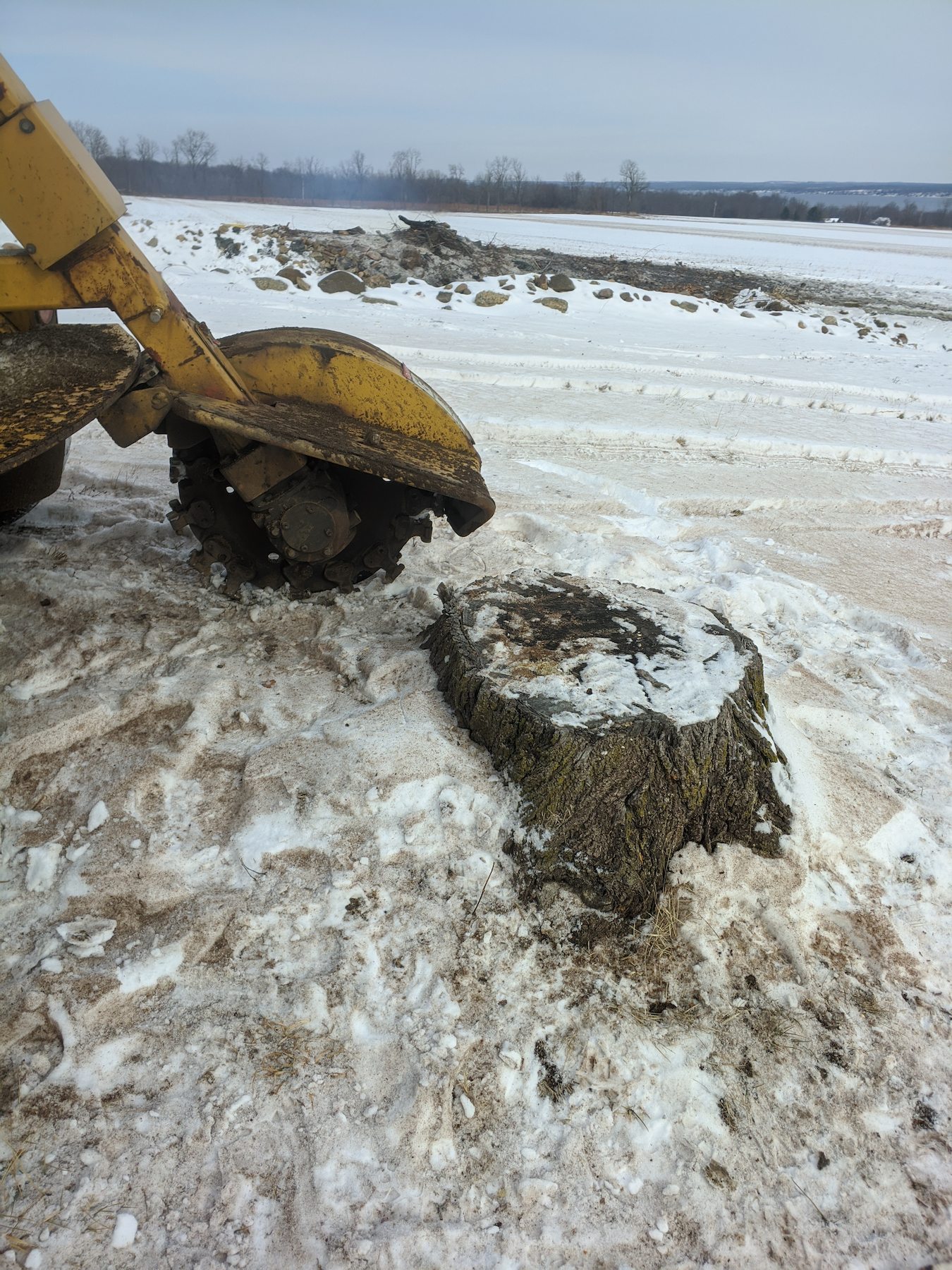 Stump-Griding-before