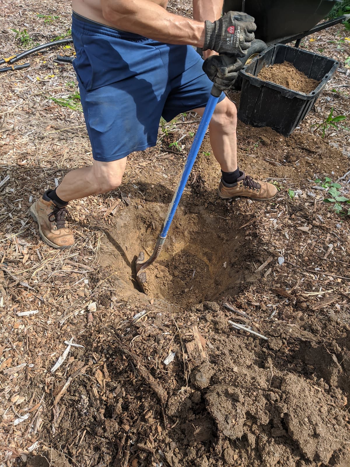 man digging the hole for the tree
