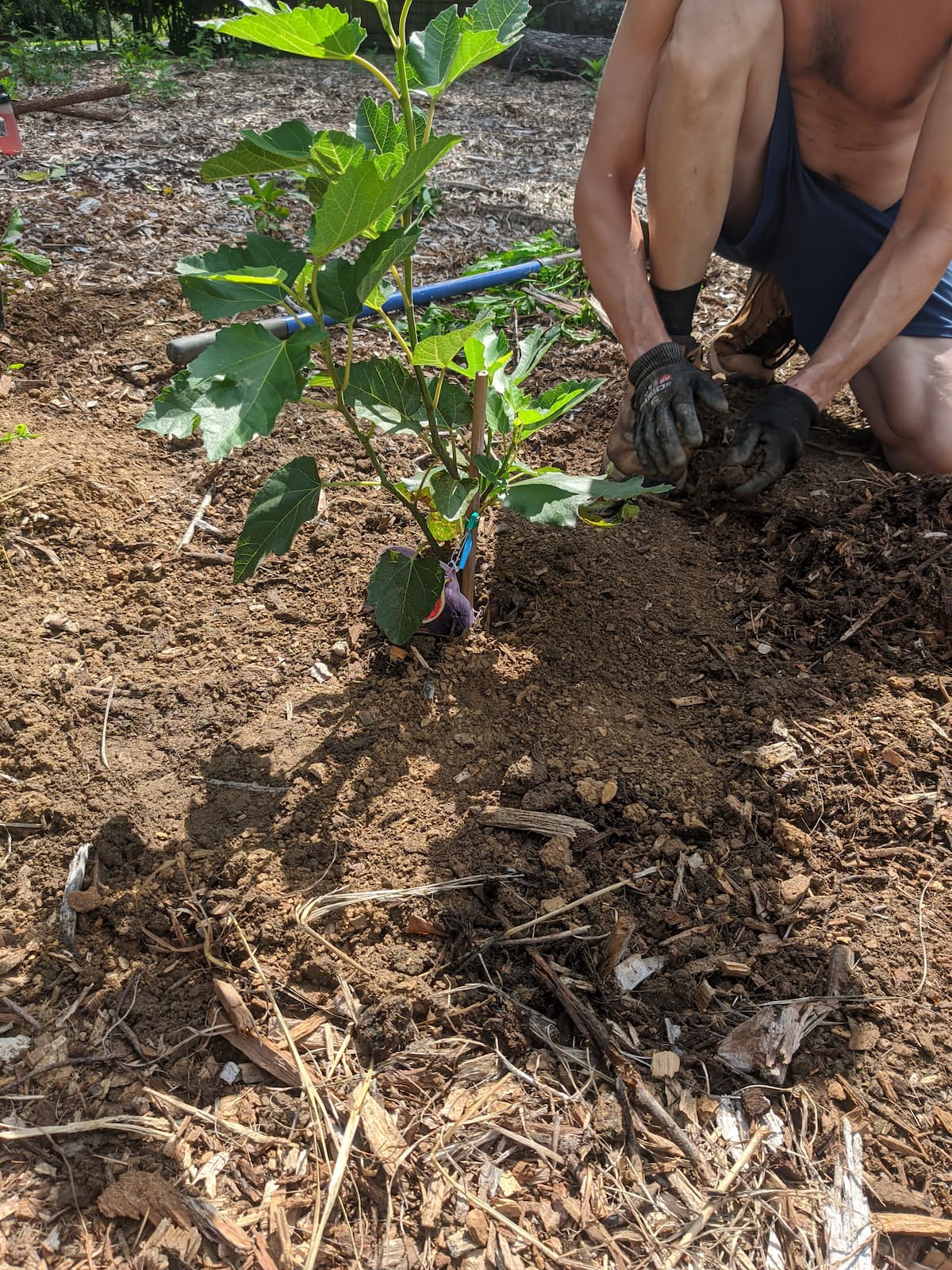 chose the place where to plant the tree
