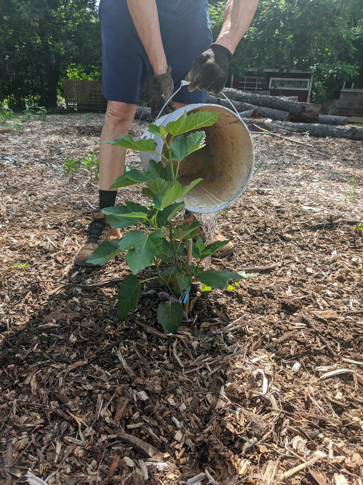 chose the place where to plant the tree