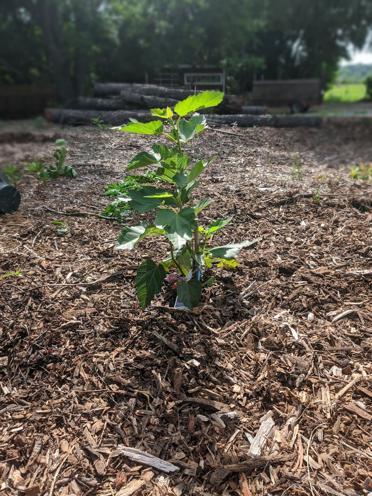 chose the place where to plant the tree